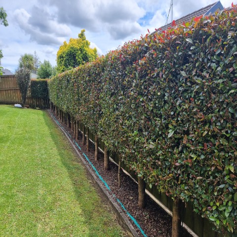 hedges
